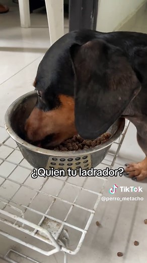 Los mejores nombres para tu perro salchicha