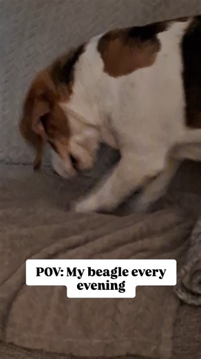 6K views · 295 reactions | Basil's evening routine is pure comedy gold! 藍 #basilthebeagle #dogsofinstagram #dogproblems #dogmomproblems #dogtok #londondogs #londondog #beagle #beagles #beaglelife #beagleclub #beaglepuppies #beaglepuppy #dogtalk #grumpybeaglesunited #reellife #reeldog #reelfun #reelsofinstagram #reeloftheday #funnyreels #funnyreel #funnydog #funnybeagle #comedy #dogcomedy | Basil Beagle | Facebook
