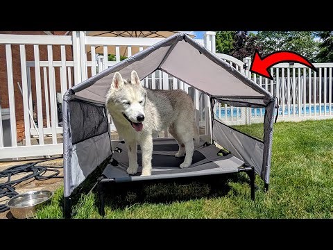 Is this Dog Tent Worth It? (Let the dogs decide!)
