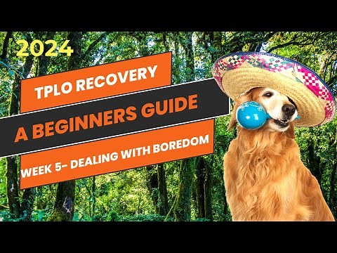 TPLO surgery recovery- helping you help your dog after surgery, week 5