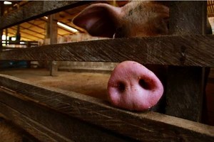 Suíno: custo de produção em MG é um dos mais altos da história