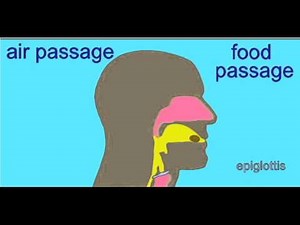 how epiglottis works