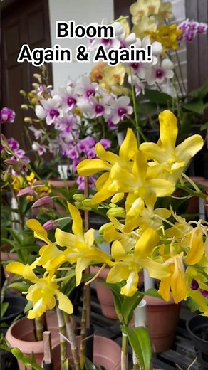 Dendrobium 🌸 The Orchid That Blooms Again and Again!