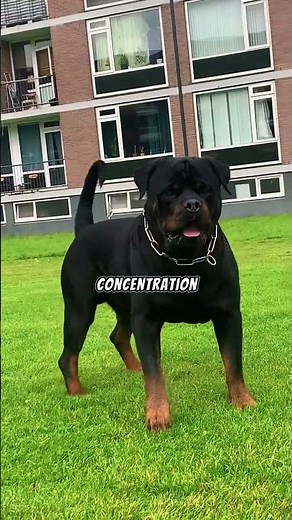 Which type of Rottweiler is best for you?