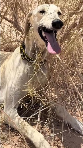 The World’s Fastest Desert Dog! 🏜️🐕#saluki #fastestdog #dog