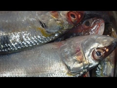 Priyam is live! മത്തിയുടെ ഗുണങ്ങൾ എന്തെല്ലാം എന്ന് നോക്കിയാലോ🤔🤔 #screencast #live