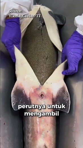 What Happens to Fish After Caviar Eggs Are Harvested?