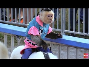 Adorable monkeys ride dogs like jockeys | Rare.us