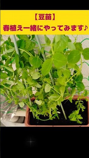 【豆苗】春からでもOK❗️一緒に育てましょ〜🌱🫛