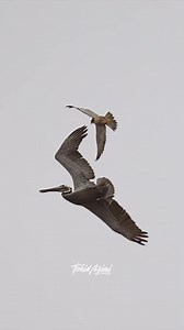 858K views · 6.5K reactions | Peregrine Falcon attacks a Pelican #falcon #peregrinefalcon #epic #pelican #falconattack #birdsofprey # | Tohid Azimi | Facebook