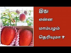 World’s Most Expensive Ruby Red Mango Variety ‘Miyazaki’ | உலகின் மிக விலையுயர்ந்த மாமரம் இதுதான்