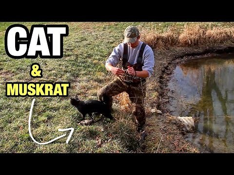 Trapping WINTER Muskrats with STRAY CAT and CONIBEARS?!?