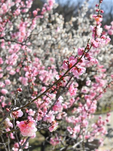 #ぎふ花と緑 🌼季節の草花が楽しめる🌼 👧ぎふ県内のお出かけスポット紹介👩 梅の名所として知られる 岐阜市の梅林公園 早咲きの梅が見頃を迎え、 ピンクや白に彩られた梅の花が 訪れた人たちを楽しませています 見頃は３月中旬まで 園内には約５０種類、 千本ほどの梅の木が植えられています 昨年は寒波が続いた影響で 開花が遅れたものの、 今年は暖かい日が続き 開花は例年並み 日当たりのいい場所では 「烈公梅（れっこうばい）」や 「早咲鶯宿（はやさきおうしゅく）」などが かわいらしい花を咲かせています ３月７日(土)、８日(日) 「第７３回ぎふ梅まつり」が開催 梅を見ながら散歩をしたり、 写真を撮って楽しんだりして、 春のおでかけを楽しんでみては いかがでしょうか ⚘…⚘…⚘..施設情報.. ⚘…⚘…⚘ 【梅林公園】 FB：https://www.facebook.com/umefesta/ 〒500-8112 岐阜県岐阜市梅林南町 電話番号 058-240-6530 ⚘…⚘…⚘…⚘…⚘…⚘…⚘…⚘…⚘ 県公式Webサイト 【ぎふ花と緑 Sakaso Hanaso】では 生産者やイベント