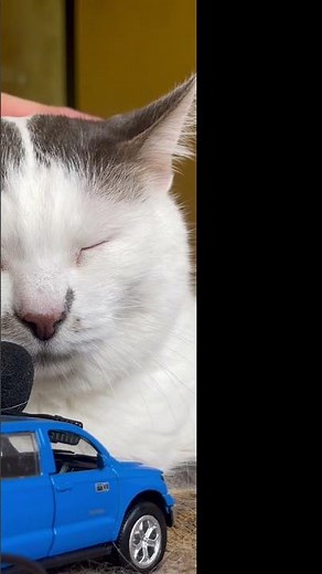 Purring Cat sound for Relax. Relaxing video for sleep. Sweet Cat video for Relaxation. Cat Purr