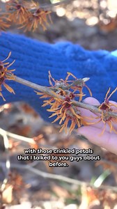 2.2K views |  Introducing our top pick: Ozark Witch Hazel!  A stunning deciduous shrub with vibrant foliage transitioning from green to golden hues in fall, complemented by fragrant blooms in winter. Perfect for adding year-round charm to any garden! #topplantpicks | Cheekwood | Facebook