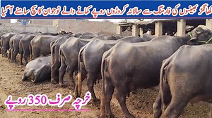 14K views · 1.3K reactions | Buffaloes Diary Farming Tips Nili Ravi Buffalo Farming Profitable Business Punjab | Business talks with MK | Facebook
