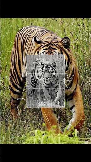 The Bali Tiger – We Wiped Out a Species with a Single Bullet... #BaliTiger #ExtinctAnimals