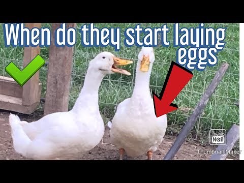 when do ducks start laying eggs