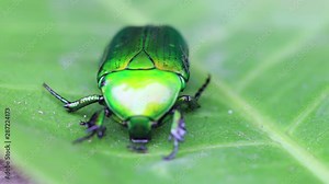 Leaf beetle Chrysolina graminis, Flower Safer, rose chafer, leaf beetle, Chrysolina graminis. Shiny, emerald green metallic large beetle sitting on green leaves. Close-up of tansy beetle.