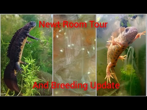Newt Room Tour & Breeding Update 2022