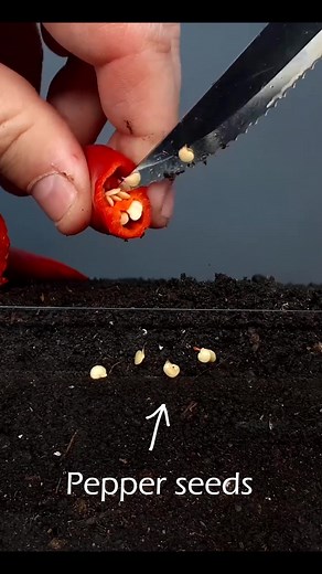 Chili Pepper Growing Time Lapse