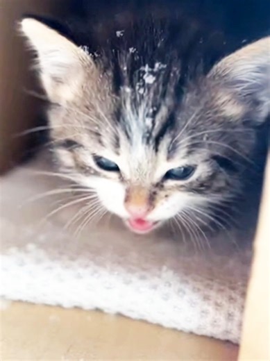 Rescuing a Tiny Kitten in a Snowy Cardboard Box