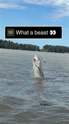Sturgeon Looks Like a Living Dinosaur