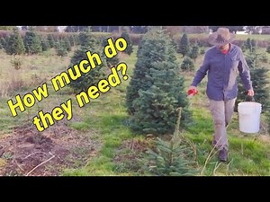 Fertilizing Christmas trees, When, How, with what?