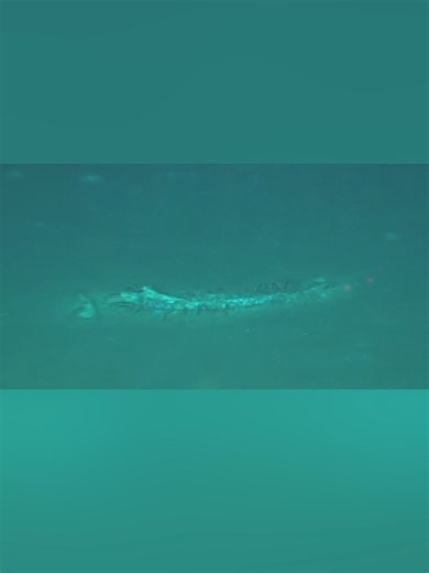 Hallan en el océano Índico el cementerio de ballenas más profundo y extenso con fósiles de hasta 5.3 millones de años. El área, que se extiende por unos mil 200 kilómetros del fondo marino a unos siete kilómetros de la superficie, tiene unos 10 millones de cadáveres, un inmenso patrimonio paleontológico y varios oasis de biodiversidad. #Latinus #InformaciónParaTi