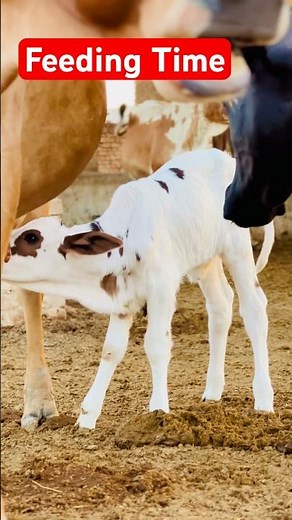 Newborn Calf Drinks Mother’s Milk #shorts