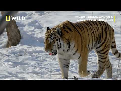 Тигър ловува | Дива зима | NG Wild Bulgaria