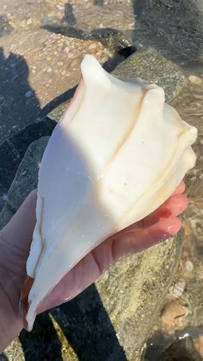 Absolutely huge, gorgeous whelk. | Harri-Seas & Shells