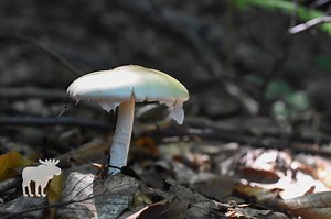 How To Identify A Death Cap Mushroom? — Forest Wildlife