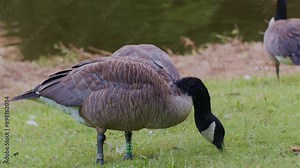 Canadian geese birds animals in natural environment in the park , wildlife scene episode
