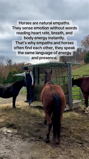 51 reactions | An empath doesn’t just understand how someone feels, they actually feel it too. If someone around them is anxious, sad, or joyful, the empath’s nervous system mirrors that energy. It’s like having emotional Wi-Fi constantly connected to everyone nearby. #EmpathWithHorses #EquineHealing #HorseEnergy #WildHeartRanch #IntuitiveConnection | Wild Heart Ranch | Facebook