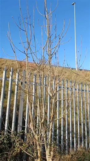 Ash trees (Fraxinus excelsior) are one of the easiest trees to identify by bud in winter: grey-green stems with large mat-black buds. #wildflowerwalksireland #wildfloweridentification #nature #wildflowereducation #nativeirishplants #wildflowerwalks | Wildflower Walks Ireland