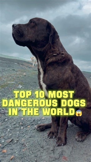 Top 10 Most Dangerous Dogs! 😱 #top10 #dog #shorts