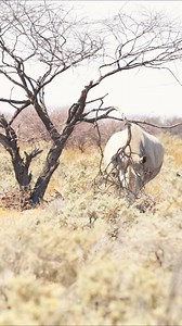 A variety of Animals at Etosha National Park, Namibia #EtoshaNationalPark #Namibia #Animals #safari #holiday #etosha #wildlife #safari #namibiansafari #explore #explorenamibia #animalvideo #dailypost | Nwrnamibia