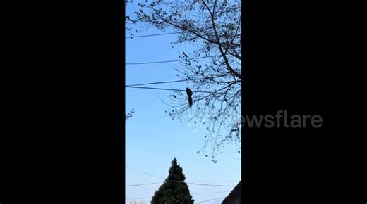 China: Squirrel spins and struggles on overhead power line in China