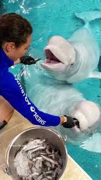 Cuatro belugas y un delfín mueren tras ser trasladados de parque temático Marineland