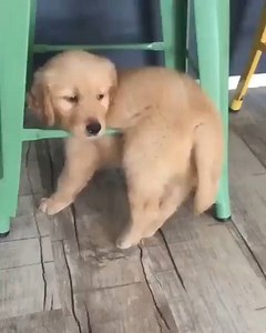 1.2K views · 185 reactions | Everything is under control. | Animalphonecase | Facebook