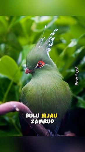 Schalow's turaco | Salah satu burung teranggun di Afrika‼️#Schalowsturaco #turaco #Schalowturaco #tauraco #birdlife #wildlifephotography #wildlife #faktamenarik #faktaunikhewan #reelsvideo | Porco Project