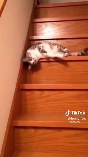 Hilarious Cat Falls Down Stairs Compilation