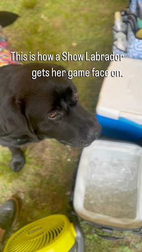 It’s a Lab thing… 🐶🫶🏻🧊#showlabs #gallivantlabradors #englishlabradorbreeders #labrador #labradorretriever #labradorsofinstagram #labradoroftheday #labsofinstagram #labradorpuppy #blacklabrador #chocolatelabrador #yellowlab #labradorable #labradorlove #justlabradors #dogsofinstagram #dogstagram #dogoftheday #puppylove #labradorlovers #labpuppy #talesofalab #retriever | Gallivant Labradors