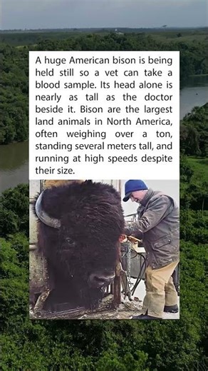 The Real Size of an American Bison