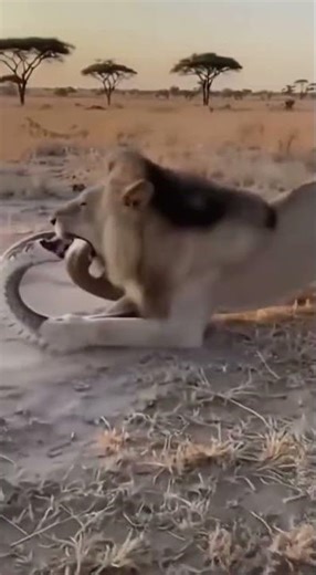 male lion and giant python #shorts #lion #giantpython