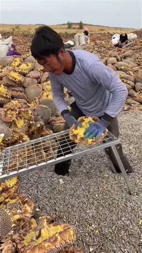 How Sunflower Seeds Are Harvested | Traditional Sunflower Seed Extraction Process