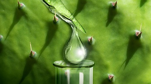 Beneficios de la baba del nopal - Gaceta UNAM