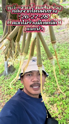 หลังจากโดนฝนช่วง 26-27-28 ดอกไม่ร่วงมีเทคนิคแนะนำ #จ้าวกอล์ฟเทคนิคทุเรียนหัวครก #วัยรุ่นสวี_ชุมพร🍃