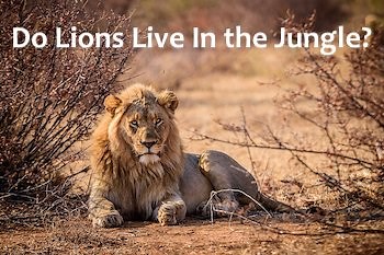 Do Lions Live in the Jungle: Where Kings of the Jungle Live